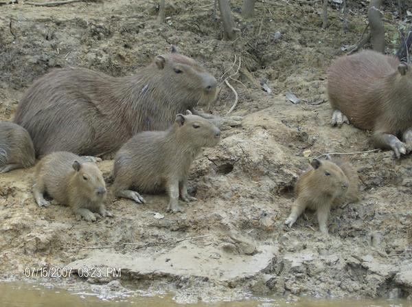 Capybara Rost July 16th, 2007 7:58 A.M. | Basket of Thoughts